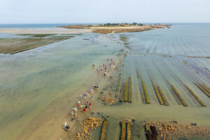 Vue aérienne des festivaliers traversant l'estran pour assister à un concert sur l'île Tatihou ©David Daguier